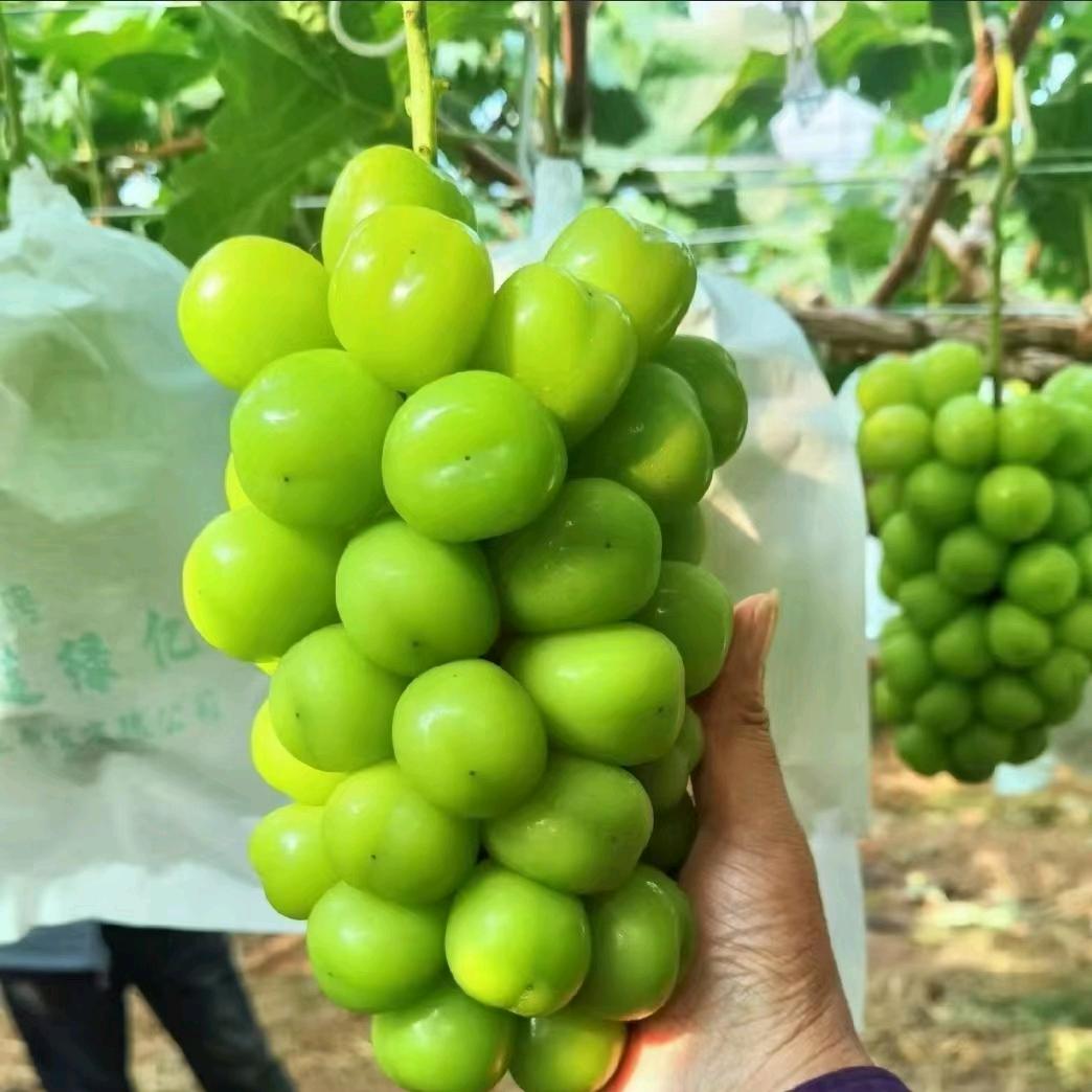 95后葡萄园主🍇