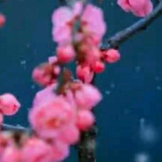 红玫瑰🌹🌴