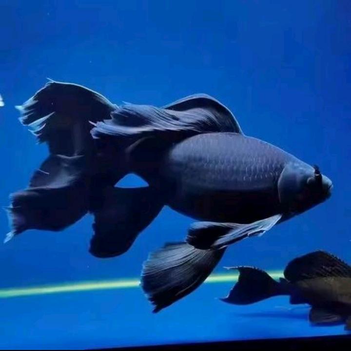 渔智星（甄选蝴蝶鲤）