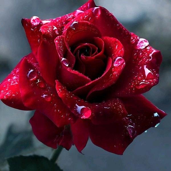 💗᭄余生ᝰᩚ随心ꦿ໌ᮨ: ꦿᥫᩣ໌້