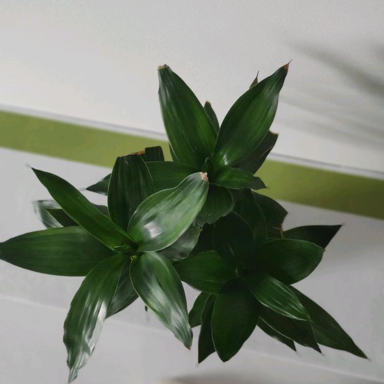 *⁂((✪丽⥎丽✪))⁂*