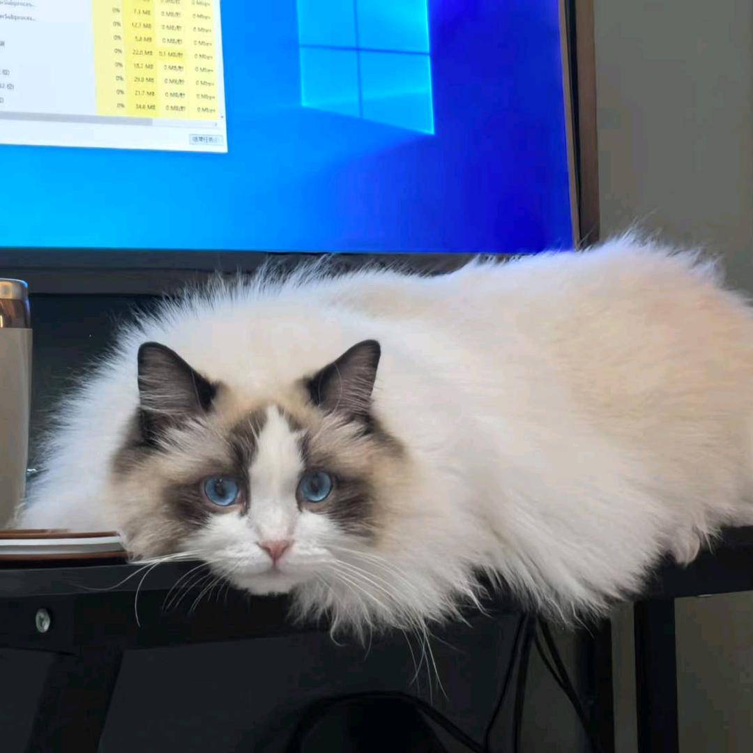 哇欧（电脑pc版）