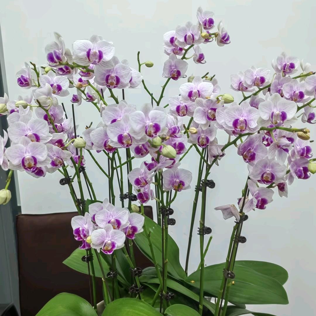 艾家，自己挣钱自己花