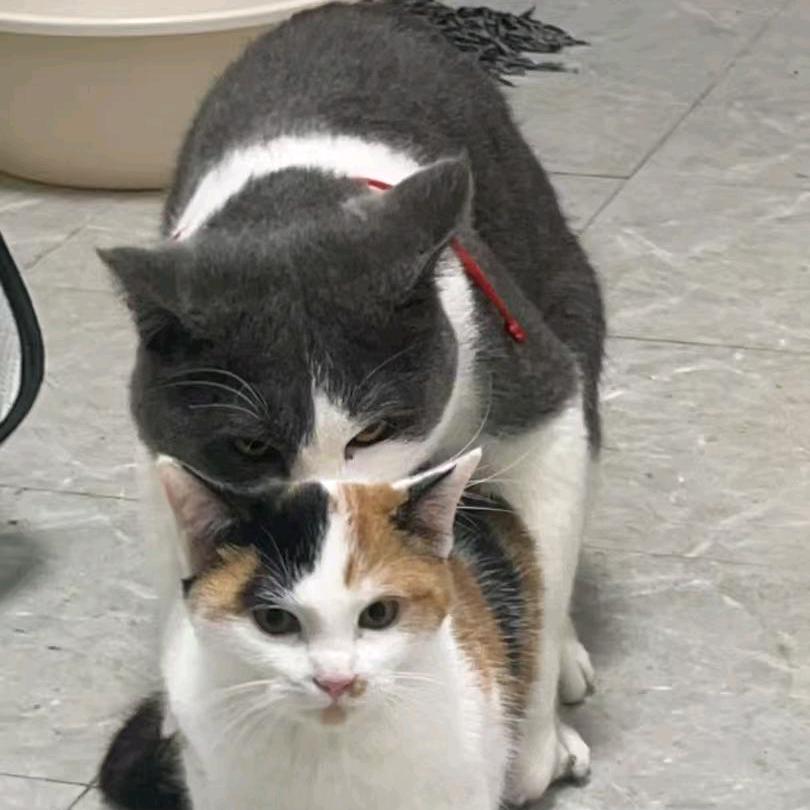 倒霉鞋子