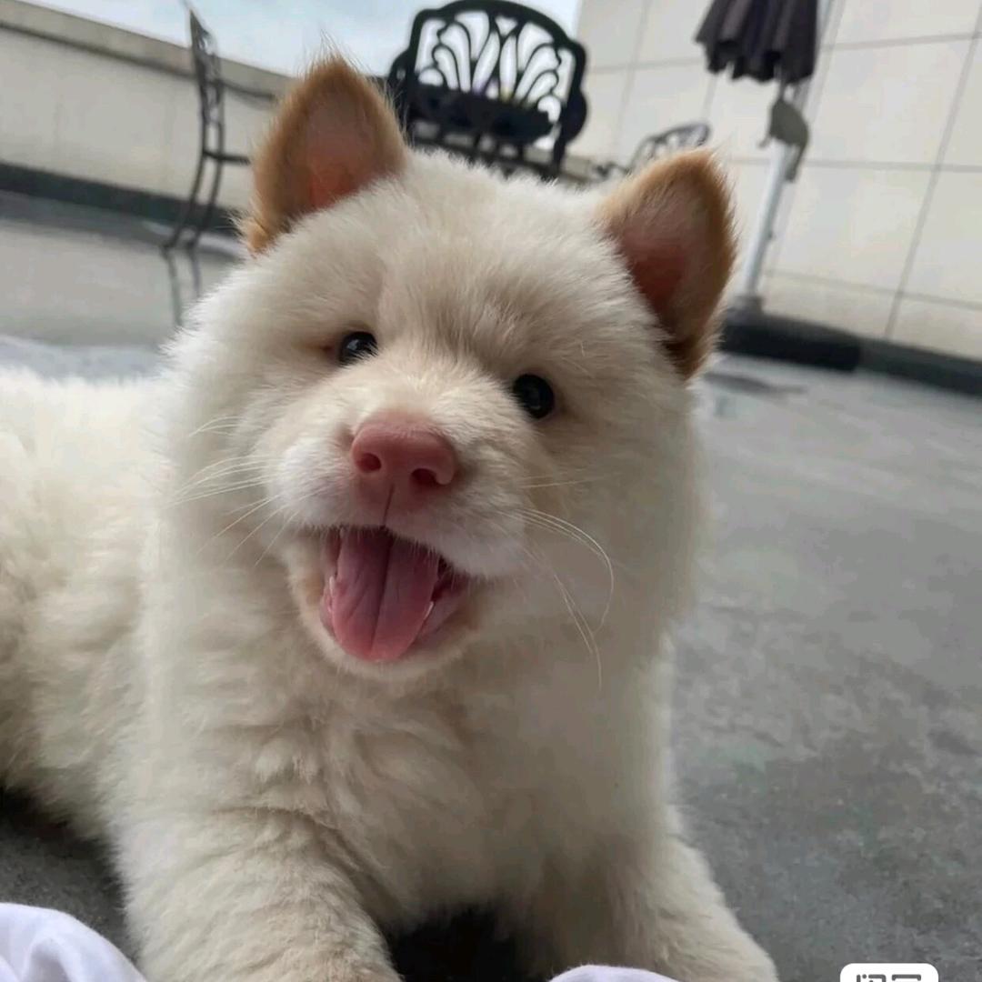 彬彬优犬