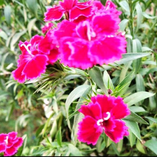 🌹幸运星🌺
