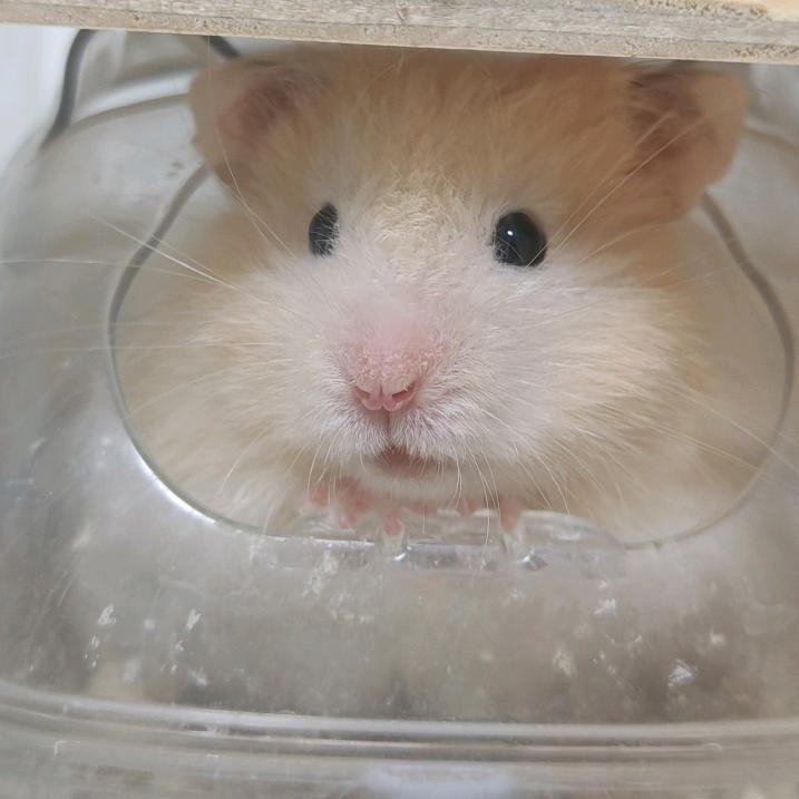 辣条的幸福生活