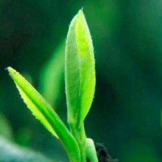 茶树技术指导许艳（九百金芽丰香棵兴厂家）