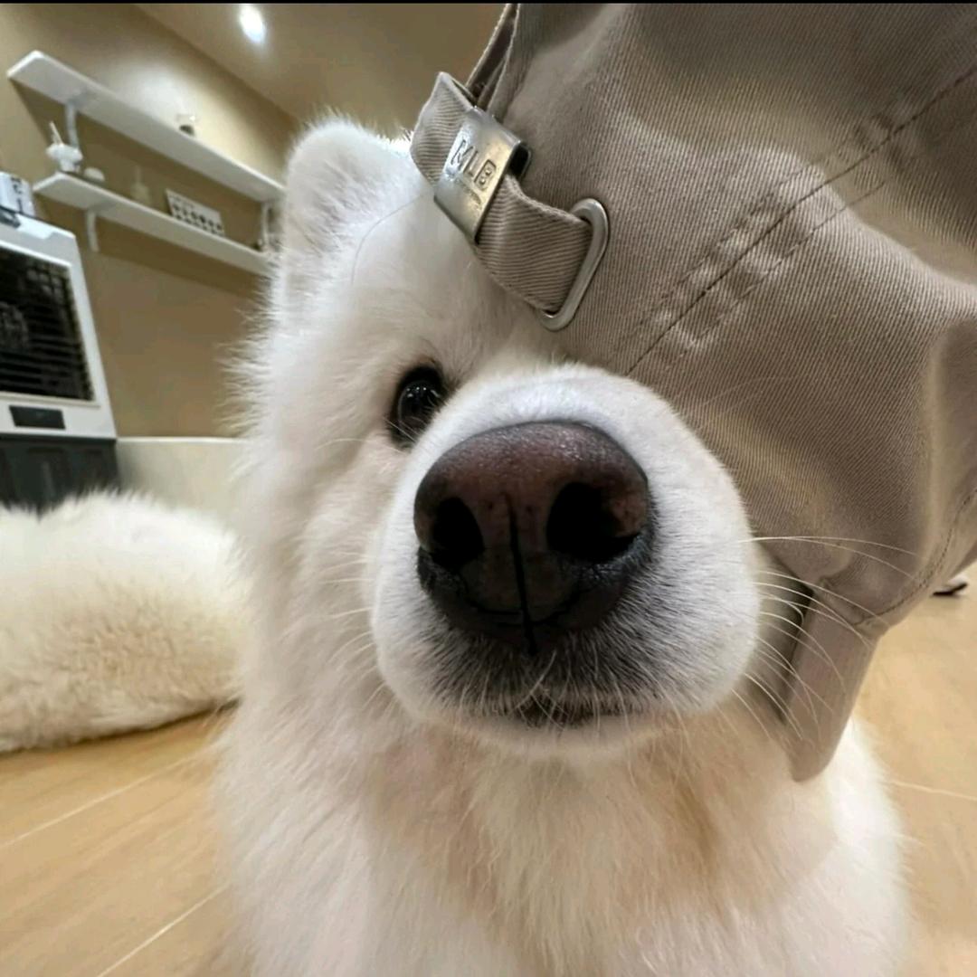 大头头