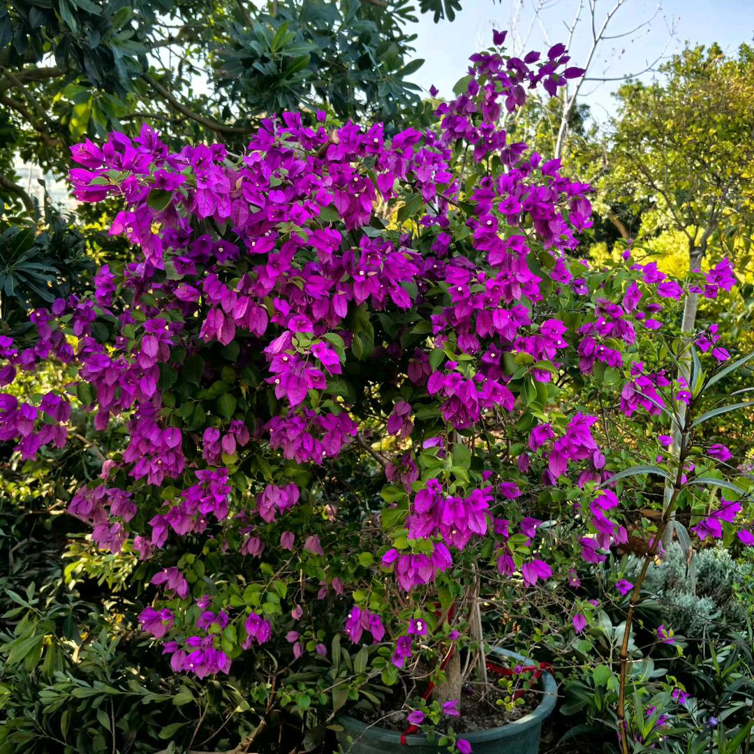 ℋღ᭄奶茶霸王茶姬ℛ2分糖