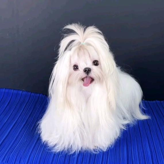 小齐家萌宠批发