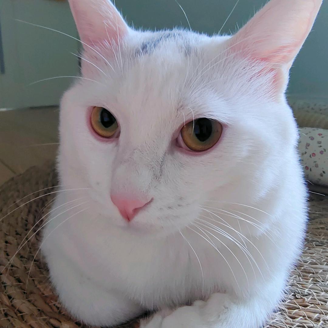 MIMI