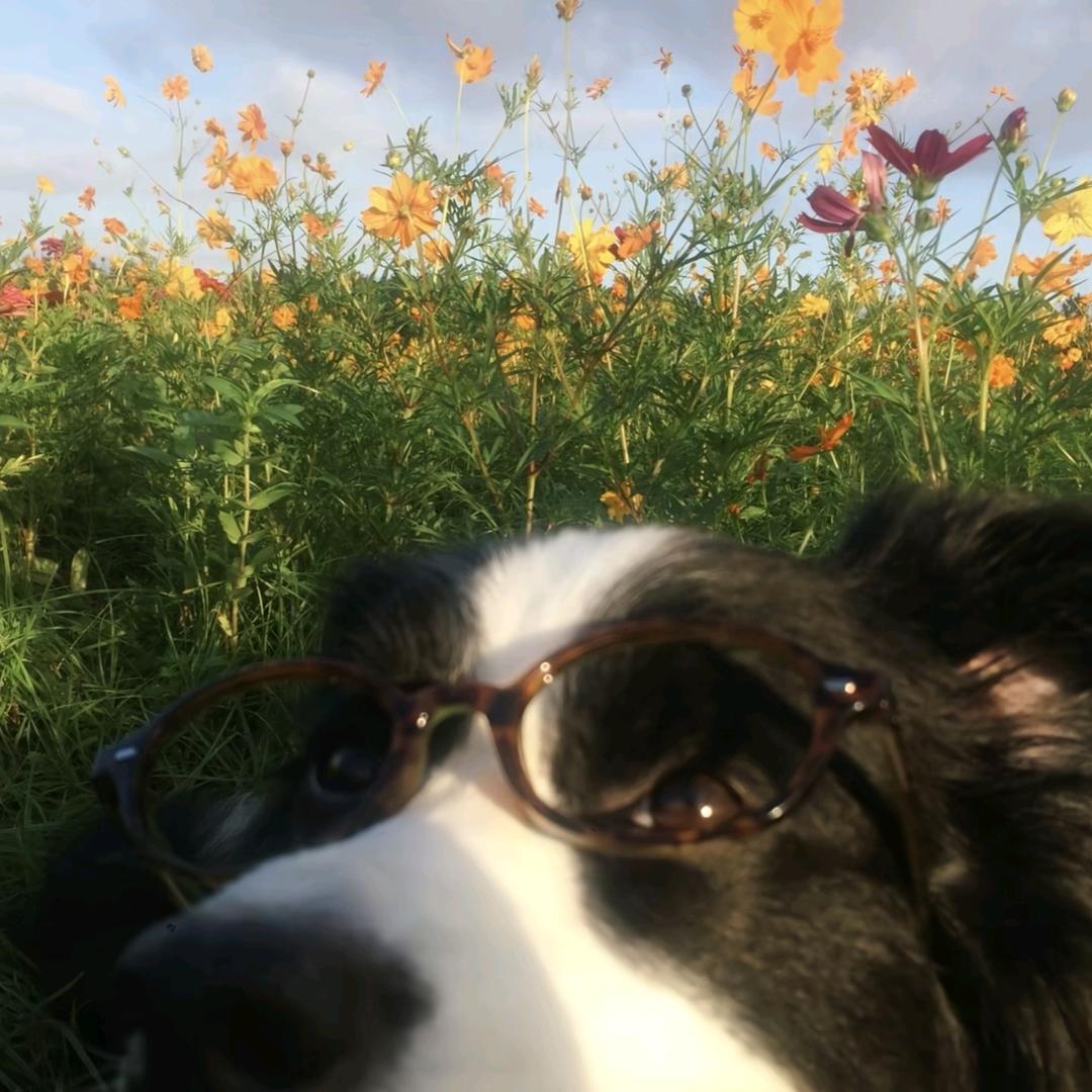 正义的脆脆鲨的正义