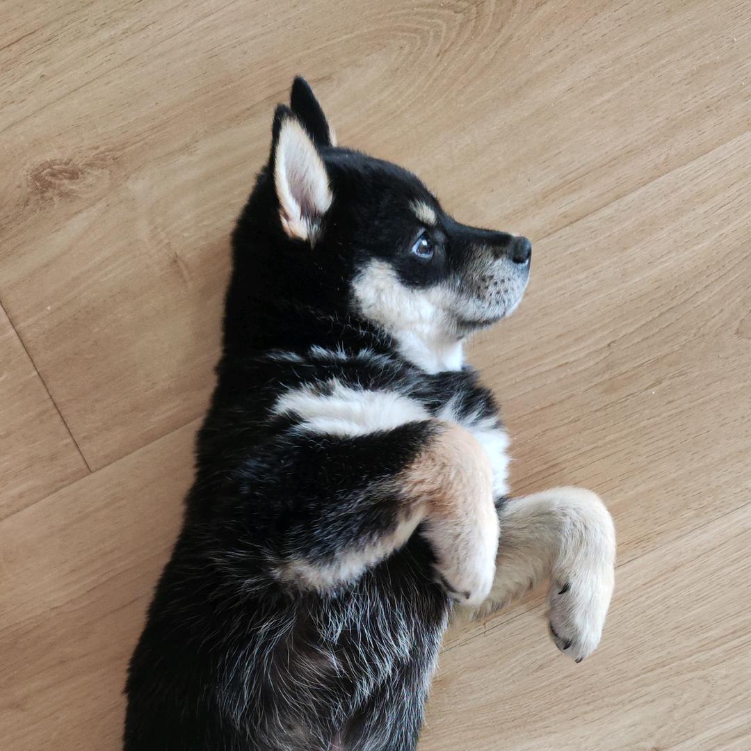 富贵是只小四眼