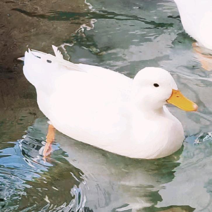 玺烊崽