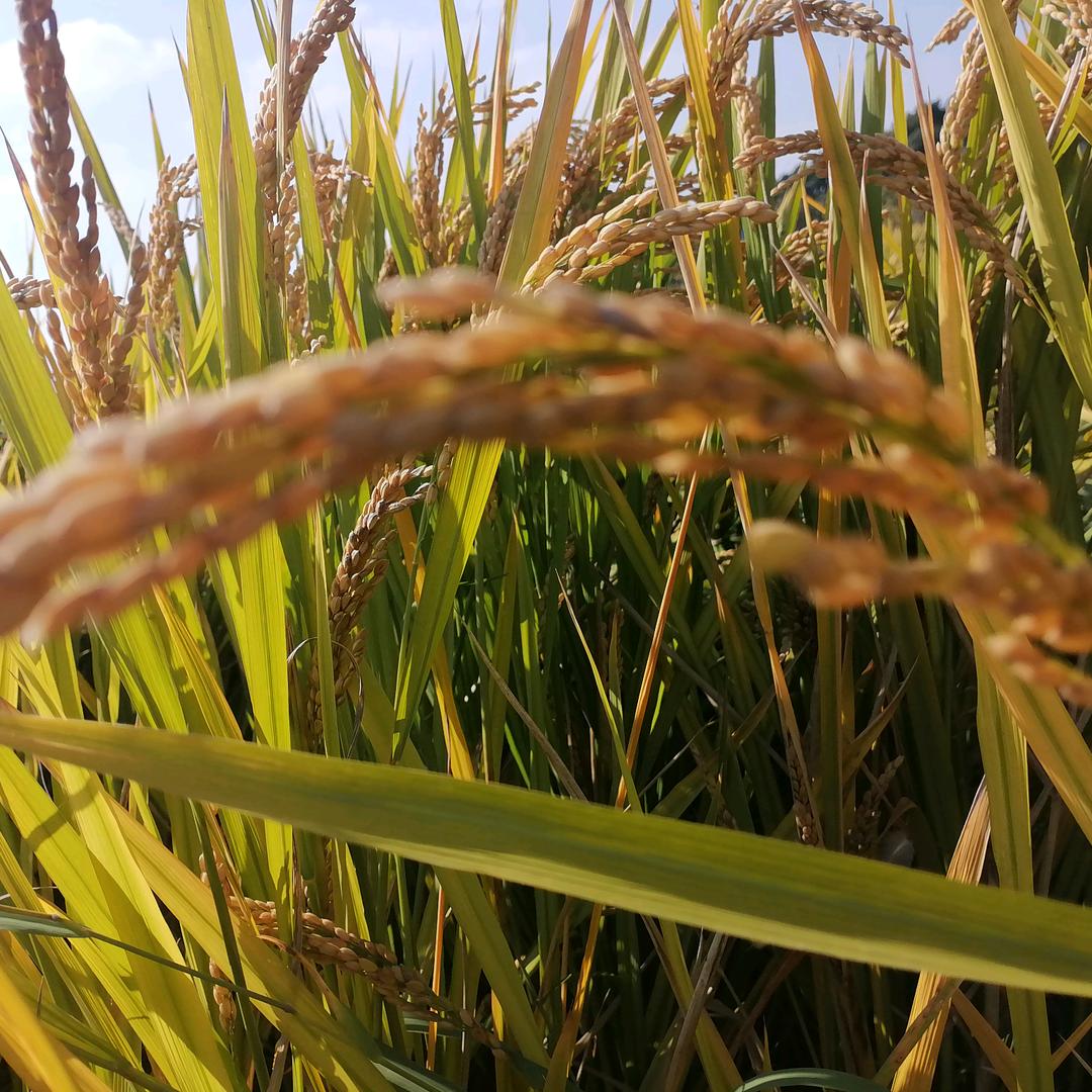 涛涛