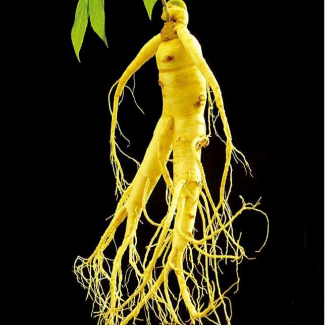 探植物小军