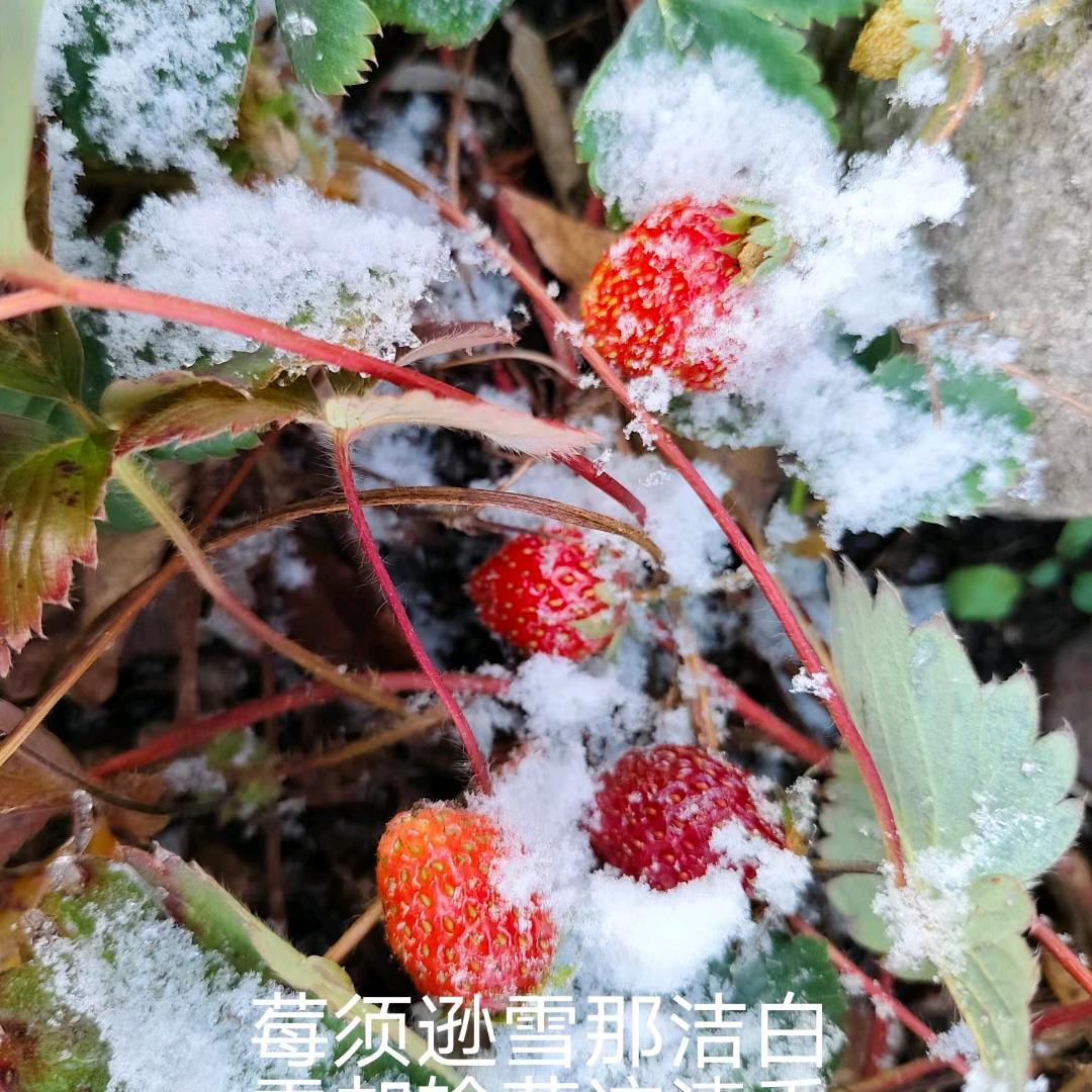 远山的游客
