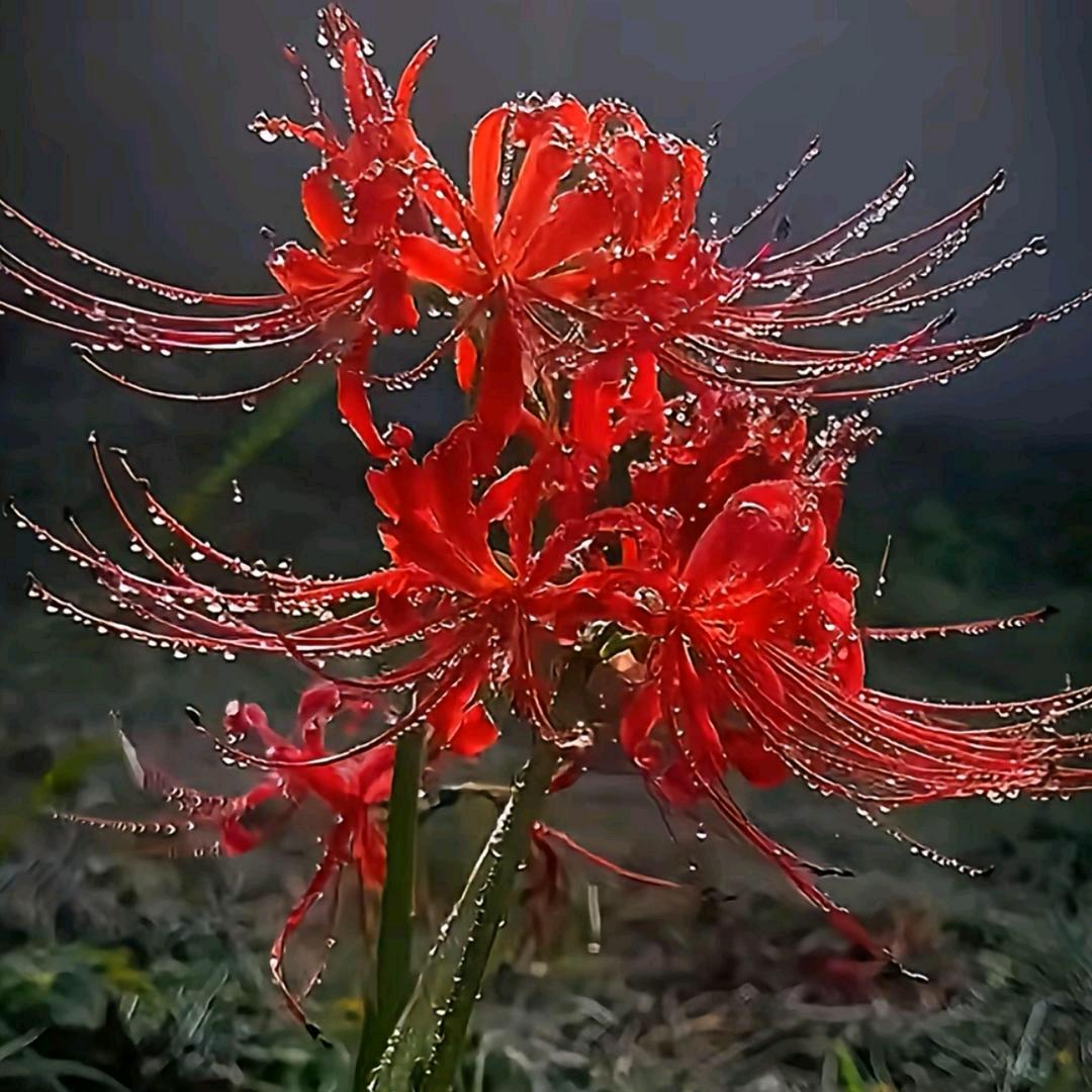 静中无妄念