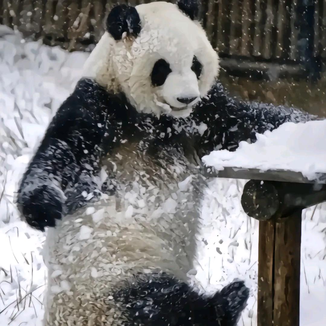 Tylor（明日之后）