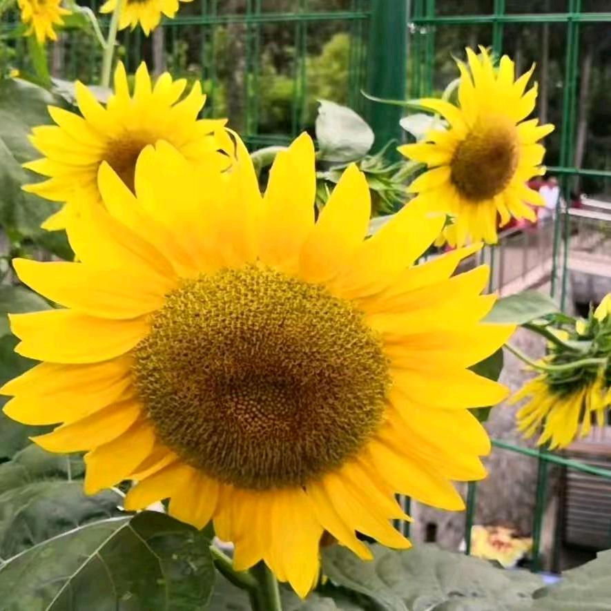 啊菊