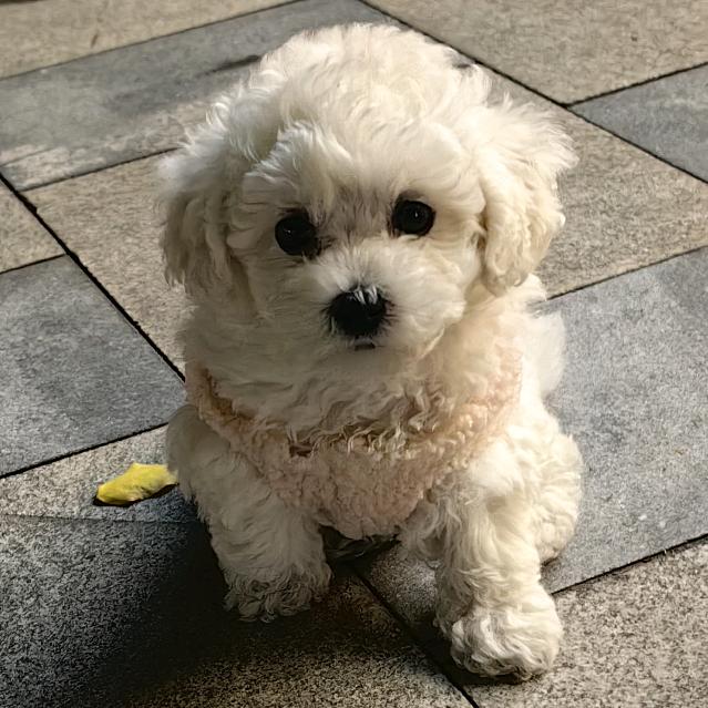 比熊犬🌸🌸云朵