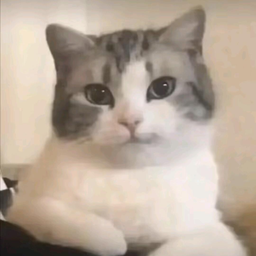 雨葭