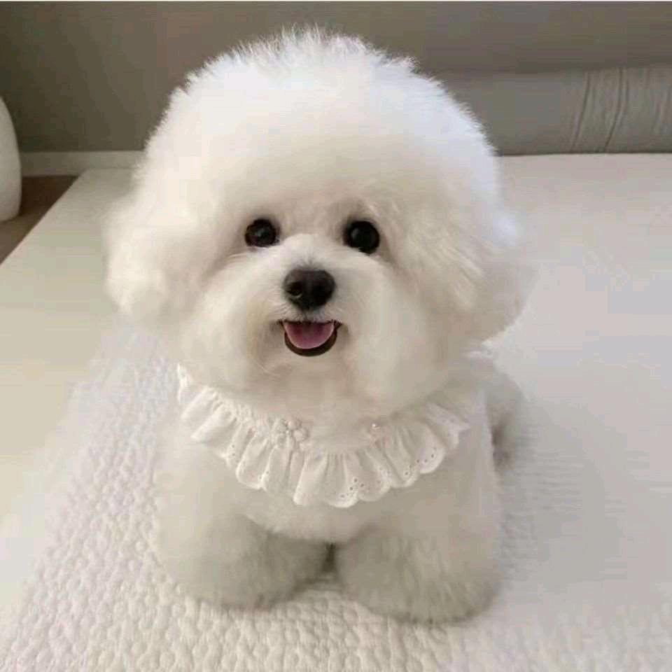 多多淘狗