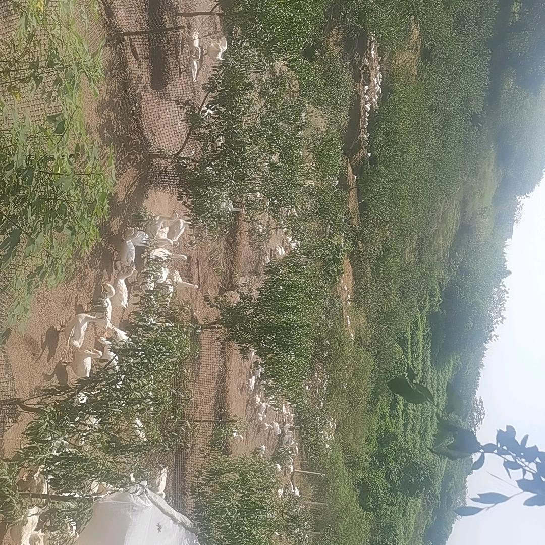 界石，华南城后面岩洞湾，家禽养殖场.