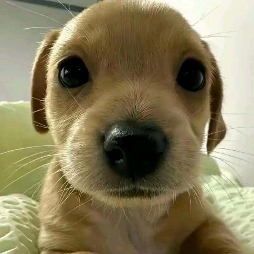 泪