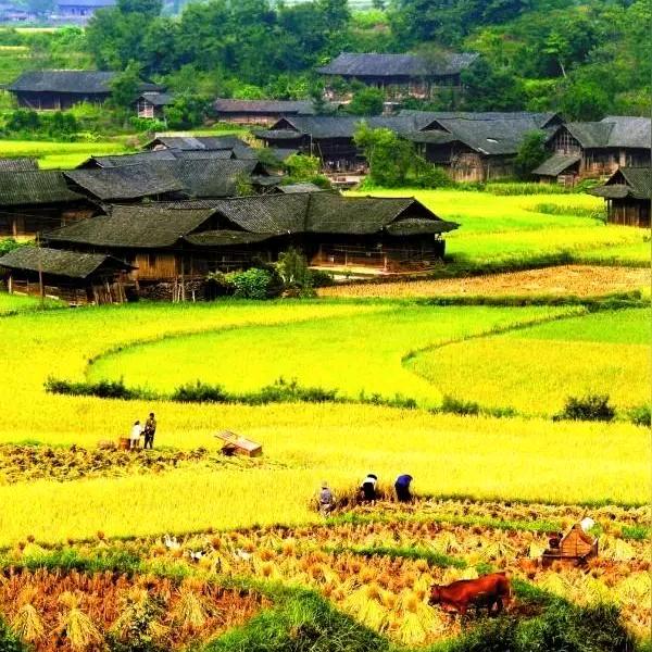 陈教练（健身养生）