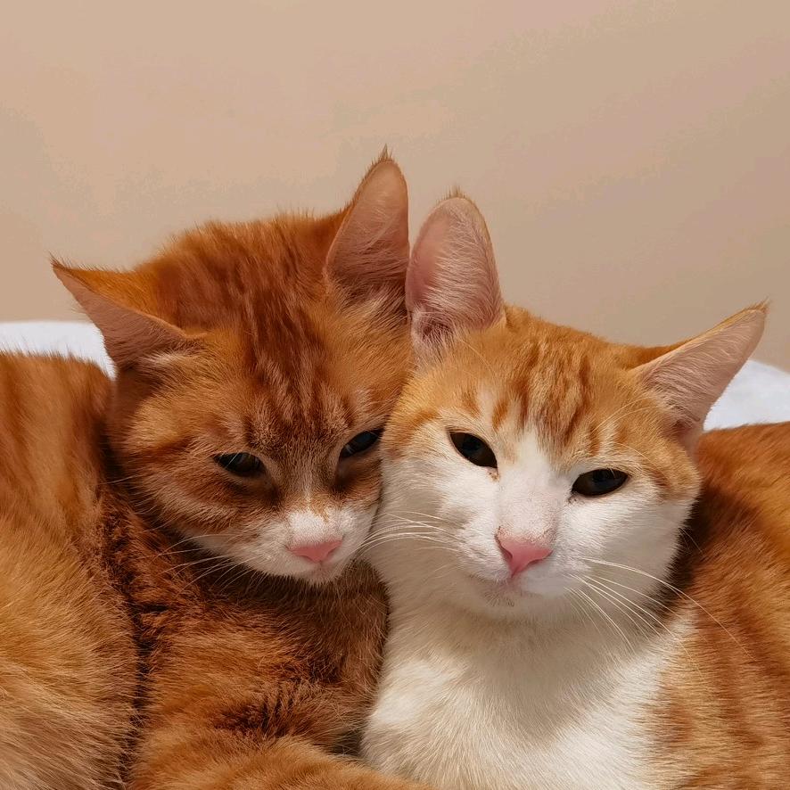 两只猫