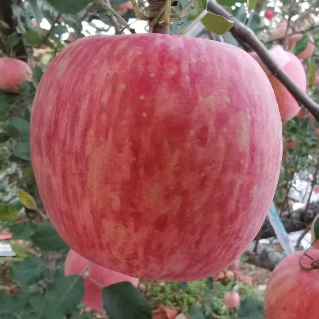 莱阳辰林鲜食水果精品店