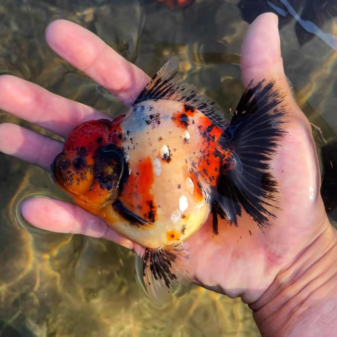 大正观赏鱼养殖批发