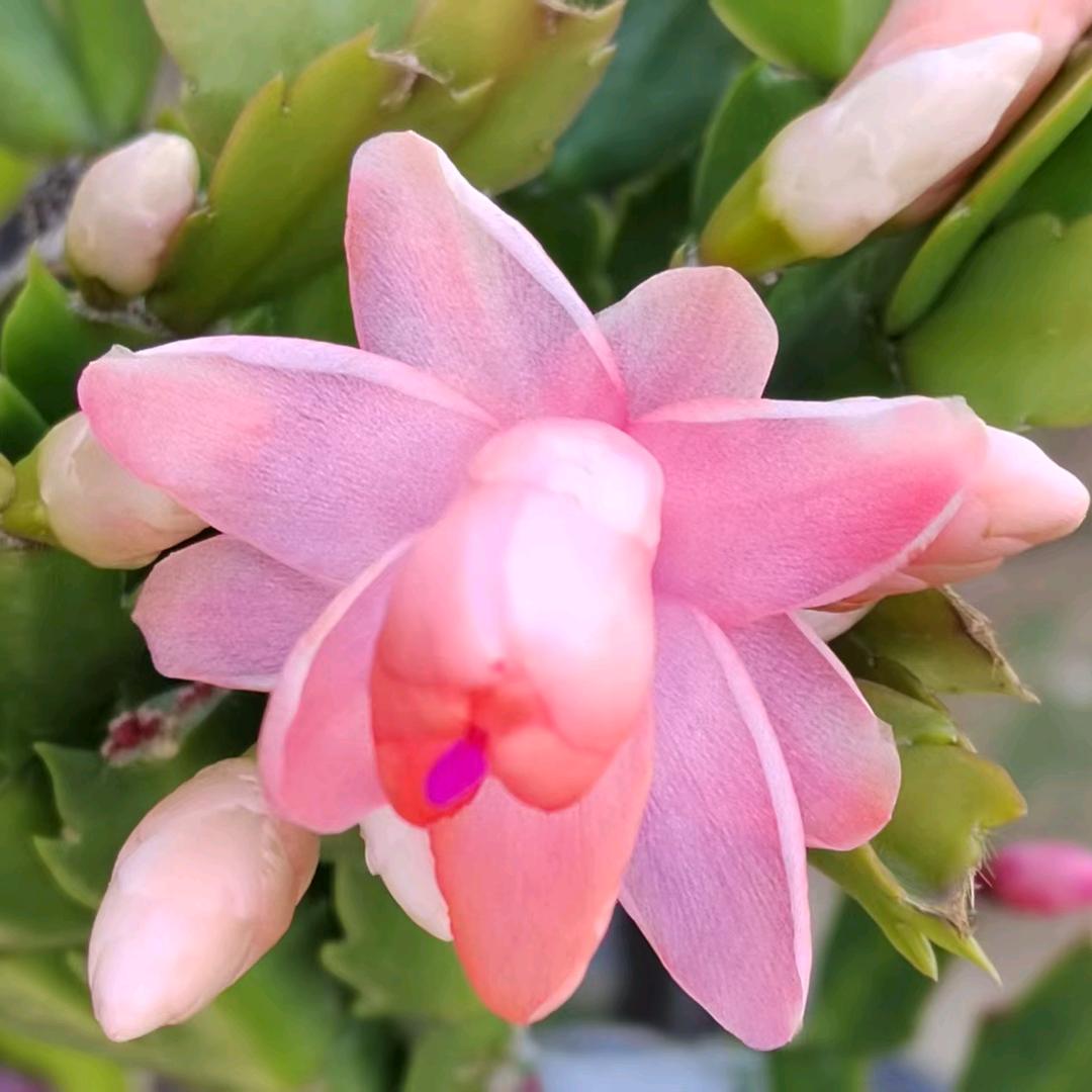 迎春花