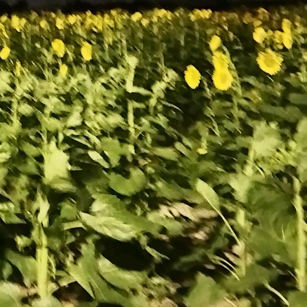 🥀᭄半醒半醉꧔໊ℓ半浮生💞