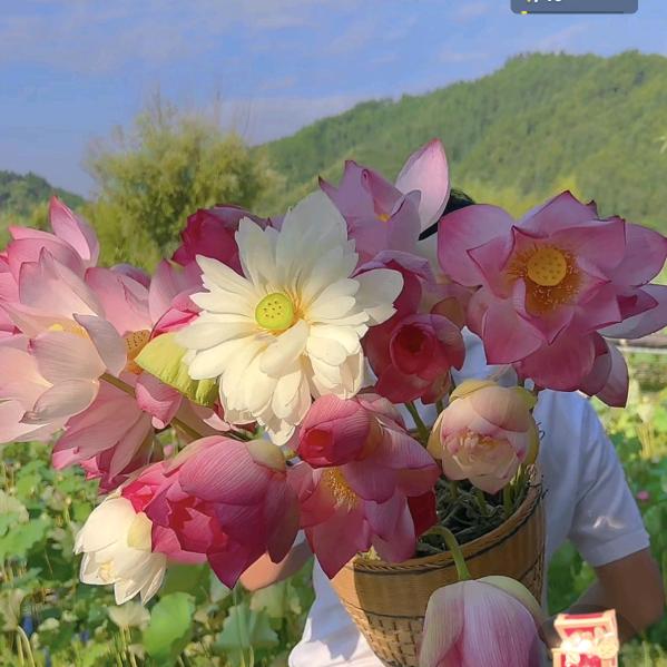 陈安安