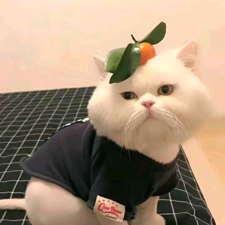 🌈🌈如梦🎀🎀