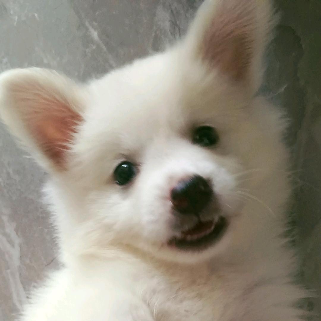 苏木