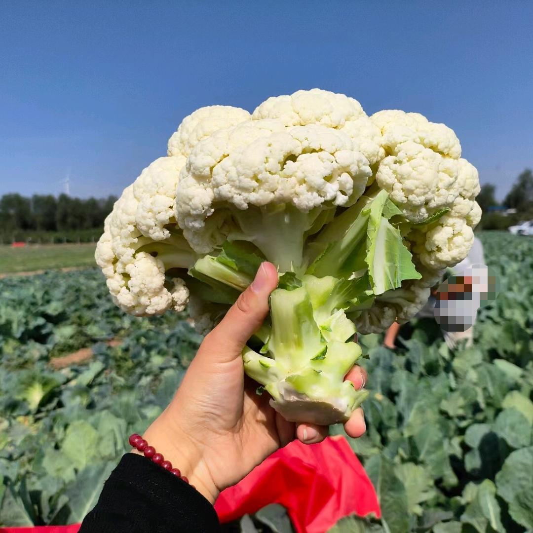 豫豪种业  小张