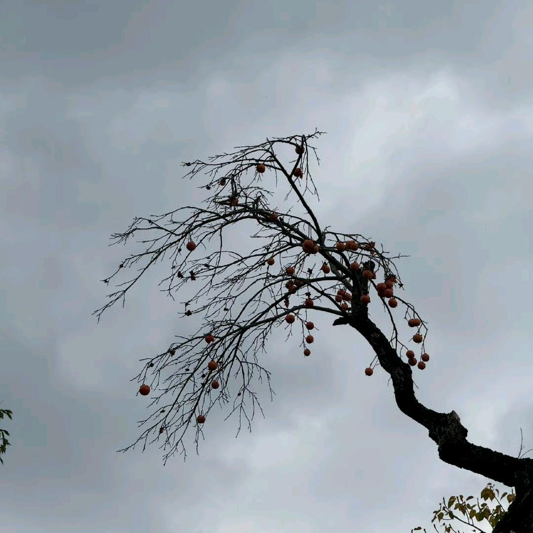 梧桐树下的小酒馆