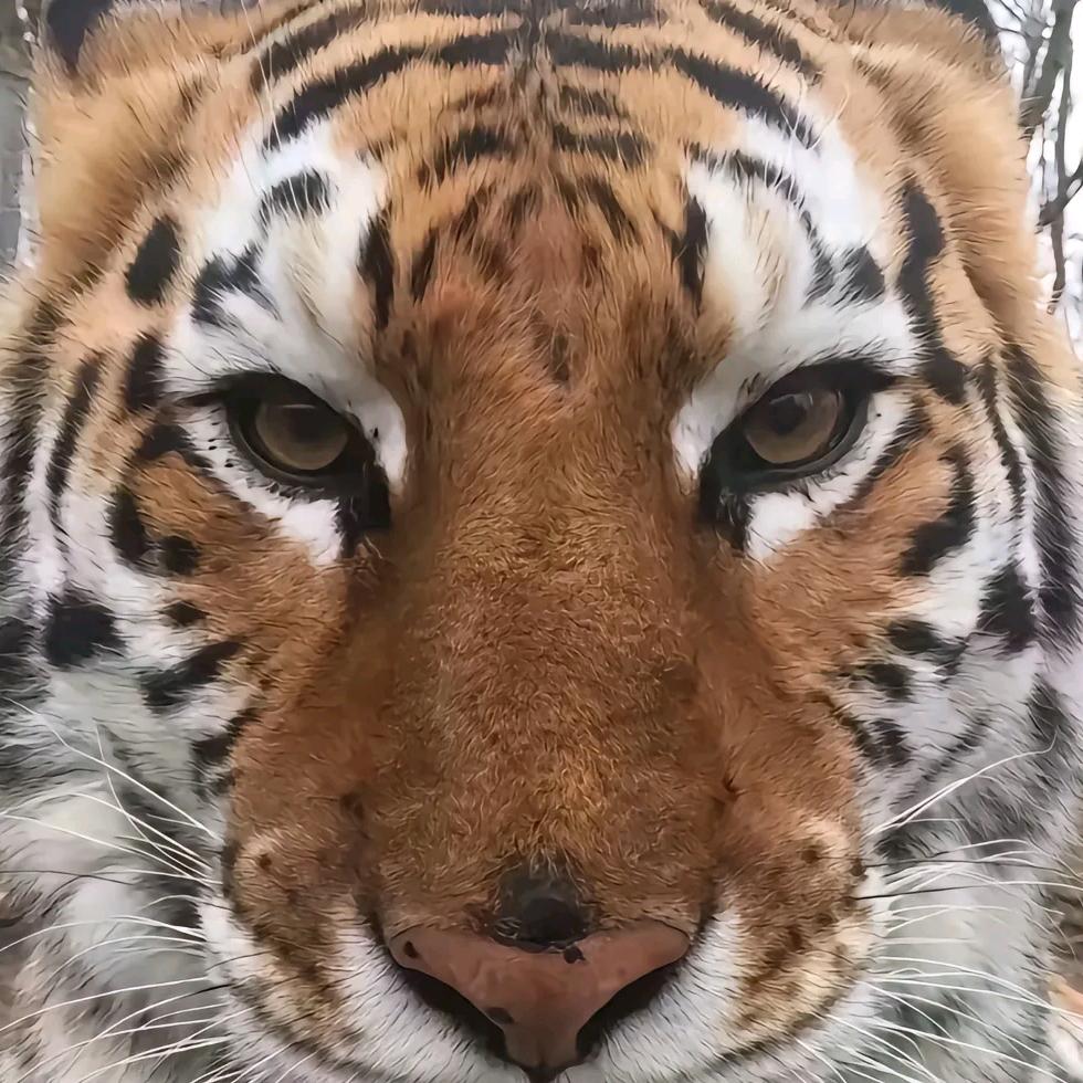 一莫莫