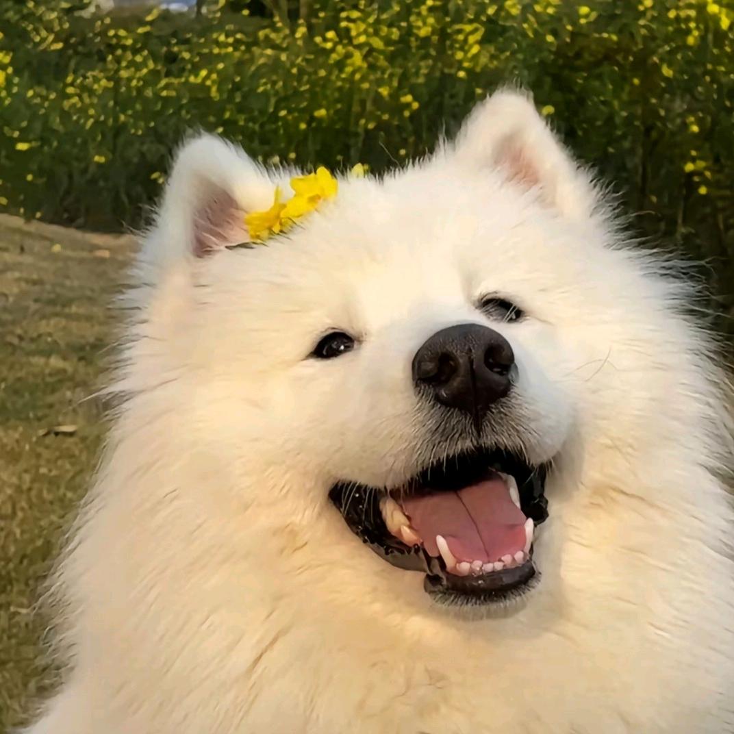 Pistachio