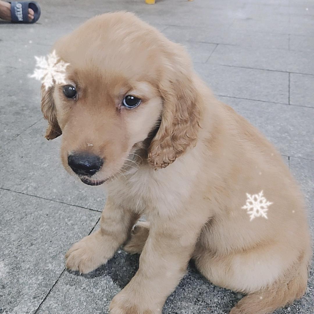 小金毛💐（毛毛）