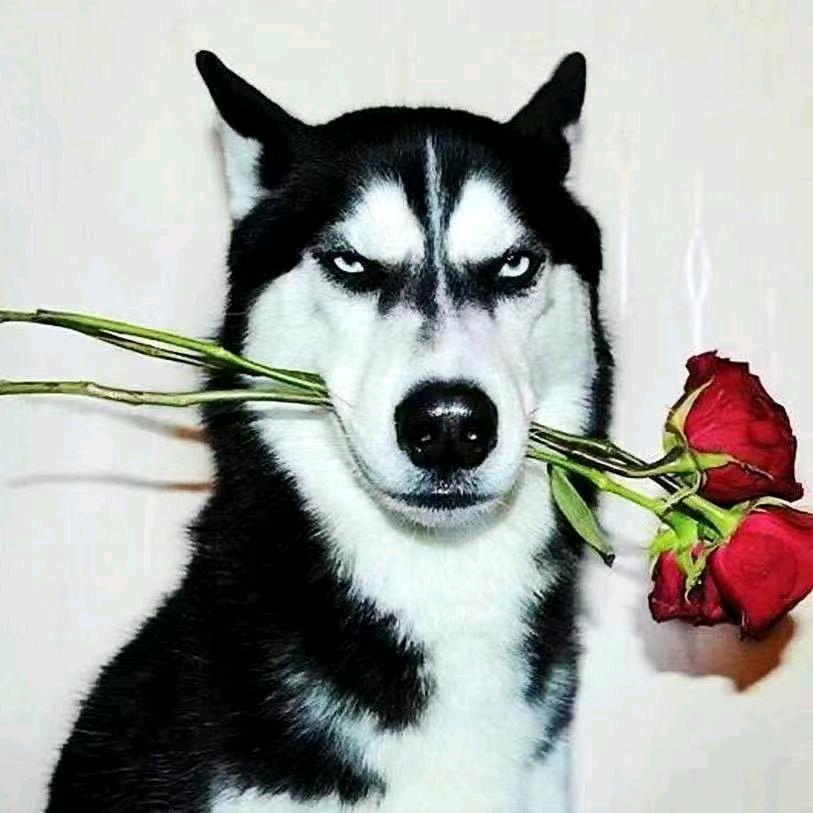 艾琳菲娜她爹🧑🏻‍🍼