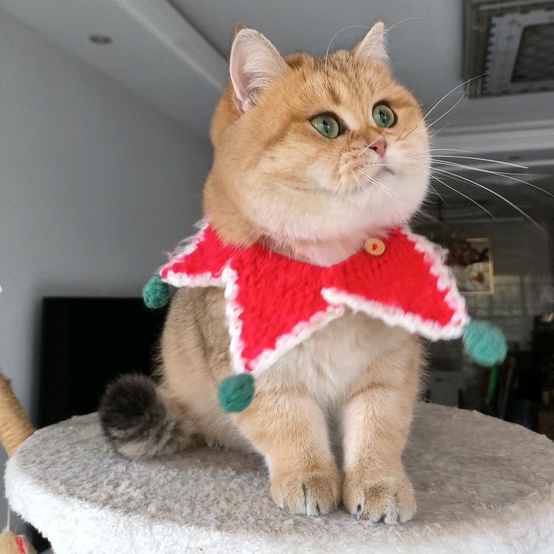 黑米多多he金金🐈