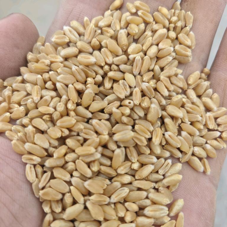 粮食贸易
