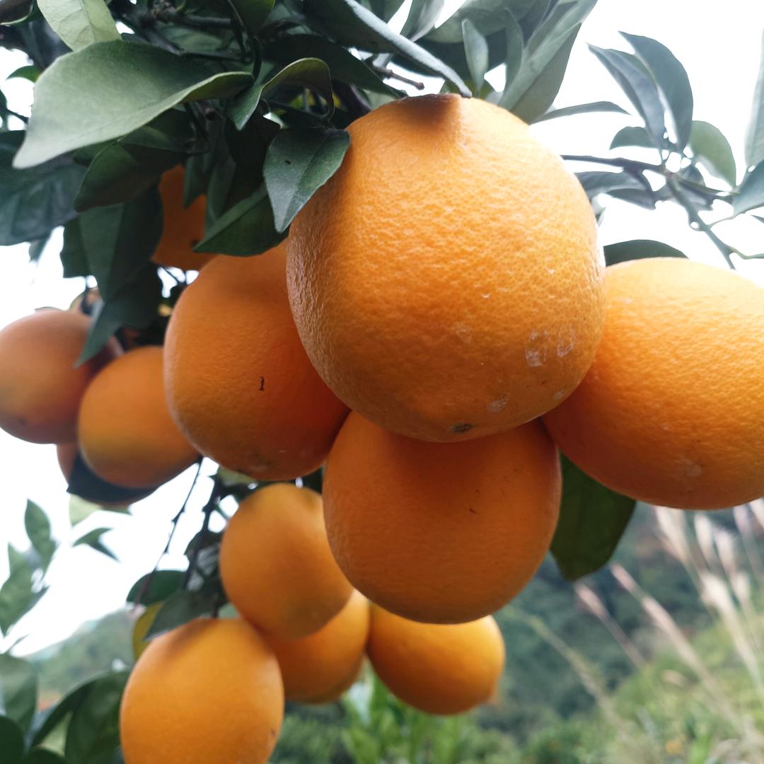 瑞金河坑山赣南脐橙