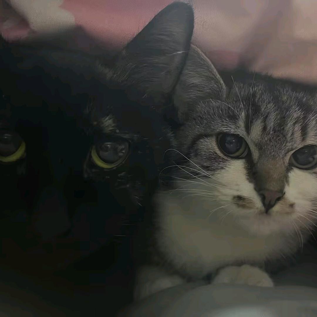 冰美式(இωஇ)没钱