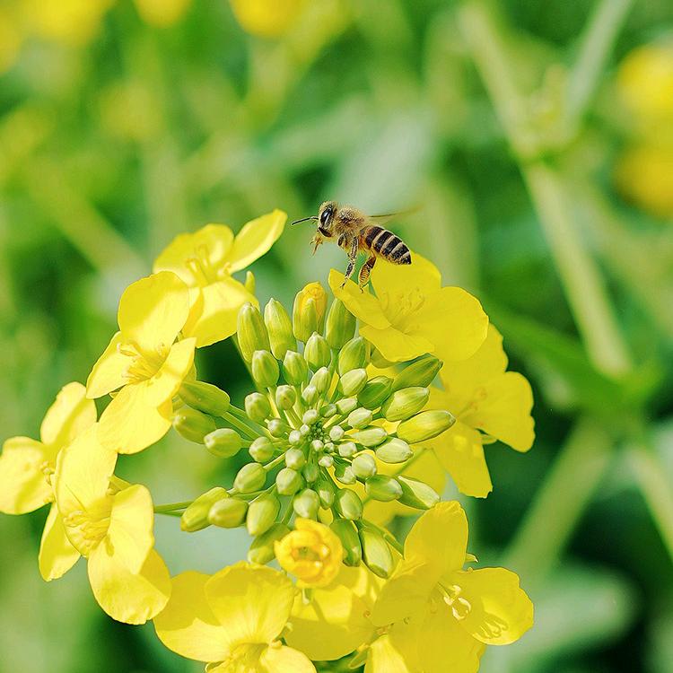 小鱼儿8866321418089